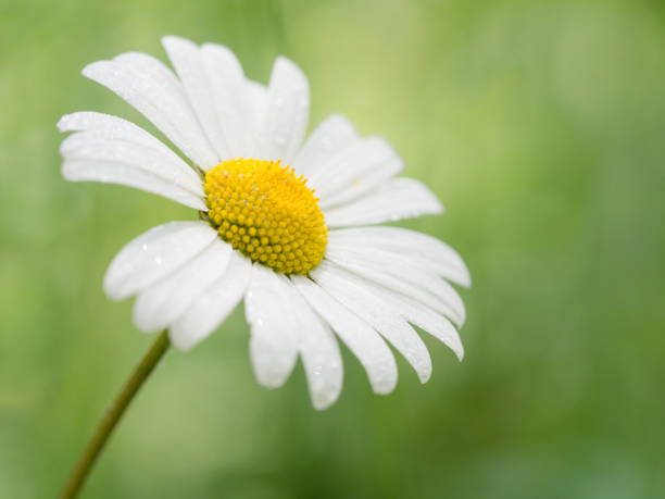 istock Detail of a blooming daisy 1125744435