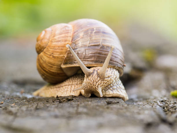 istock Snail on a wooden beam 1125744438