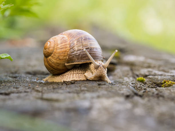 istock Snail on a wooden beam 1125744442