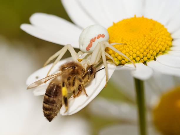 istock Goldenrod crab spider (Misumena vatia) 1125744443