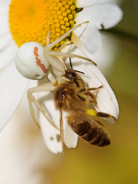 istock Goldenrod crab spider (Misumena vatia) 1125744447