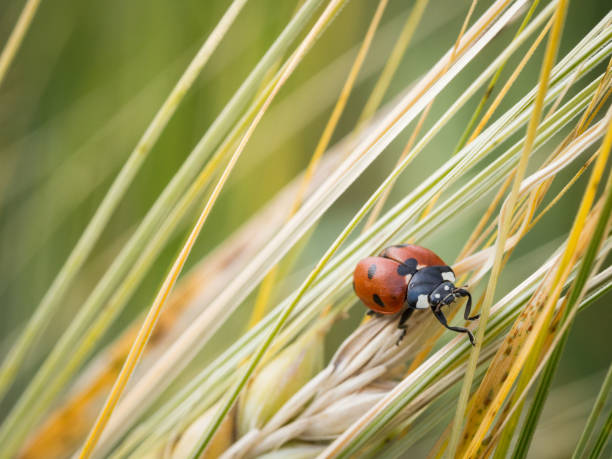 istock The seven-spot ladybird (Coccinella septempunctata) 1125744479
