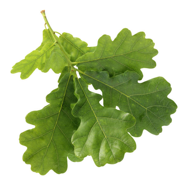 istock oak branch green leaves, isolated on a white background. 1125745187