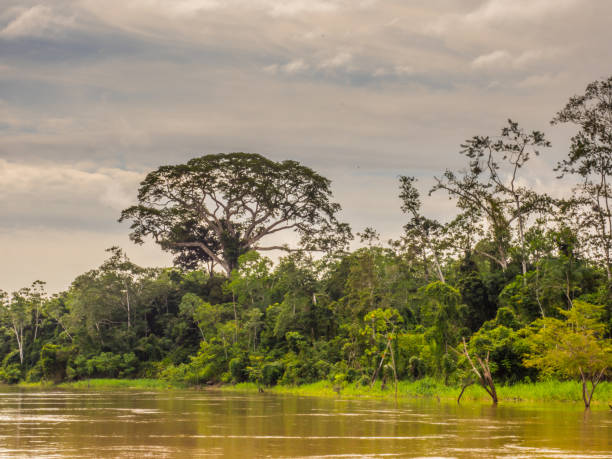 Javari River Big ceiba, kapok tree,  on the bank of the Javari River. Ceiba pentandra. Amazon ceiba tree photos stock pictures, royalty-free photos & images