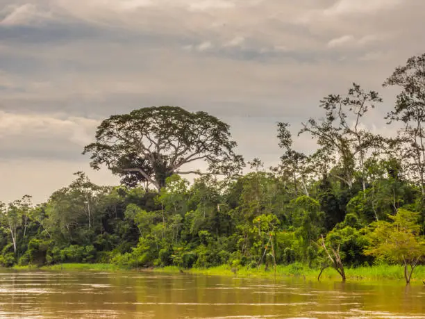 Big ceiba, kapok tree,  on the bank of the Javari River. Ceiba pentandra. Amazon