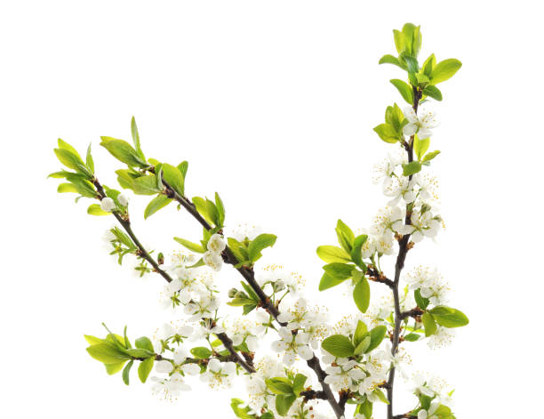 istock Beautiful blossom of cherry. 1125746335