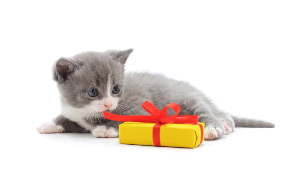 Gray kitten with a gift. Gray kitten with a gift isolated on a white background. kitten gift stock pictures, royalty-free photos & images