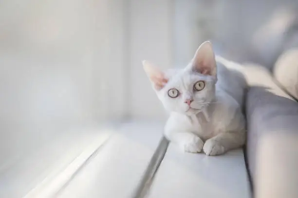 A young white Devon Rex is looking at the viewer. The kitten relaxed, and she is photographed in natural window light with a shallow depth of field. There is empty space for writing text to the left of the frame.