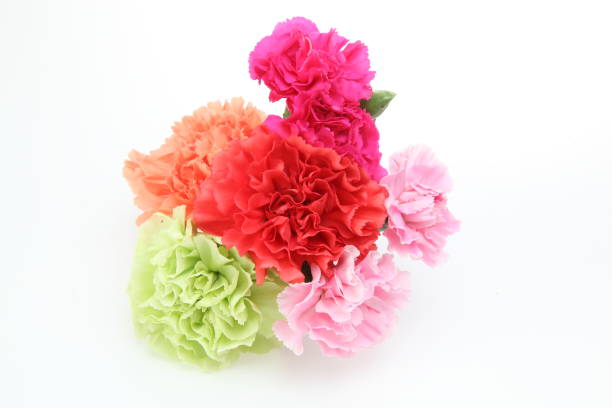 istock bouquet of carnation in a white background 1125750698