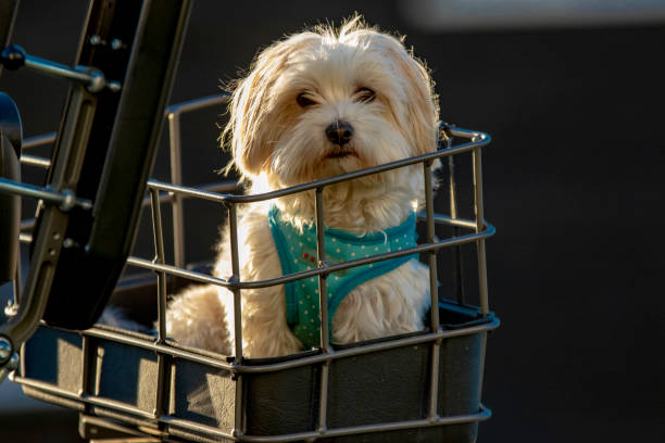 istock Bichon frise in a basket 1125750857