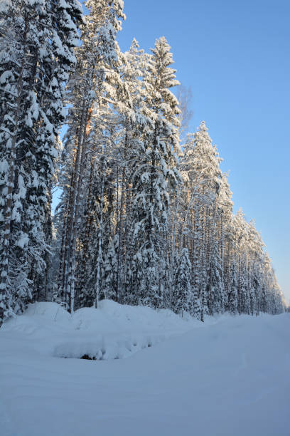 istock winter frosty forest in the sunny day 1125750895