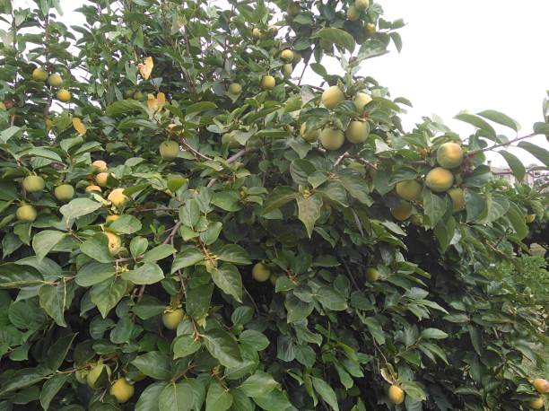 istock The beautiful Apple in farmland 1125752282