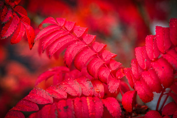 istock Autumn in Oslo - Vibrant colors 1125755316