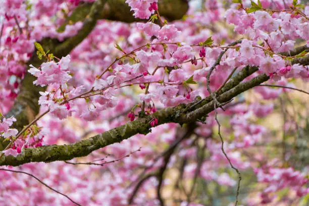 Springtime körsbärsträd blommor