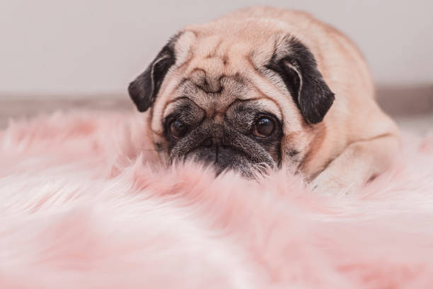 istock Cute pug is sleeping on pink fur carpet. 1125755432