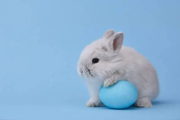 White Easter bunny with painted egg on blue background. Easter holiday concept.