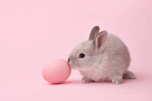 Easter bunny rabbit with painted egg on pink background. Easter holiday concept.