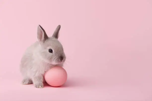 Photo of Easter bunny with egg on pink background