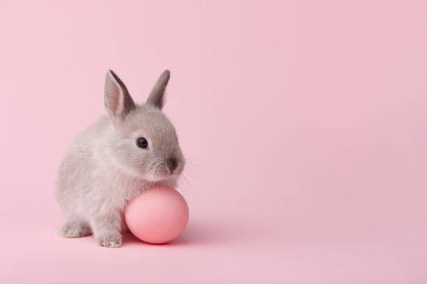 easter bunny with egg on pink background - easter bunny imagens e fotografias de stock