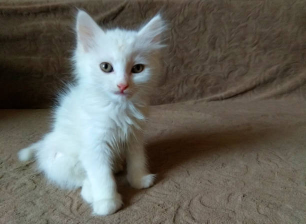 istock cute little fluffy white kitten 1125755864