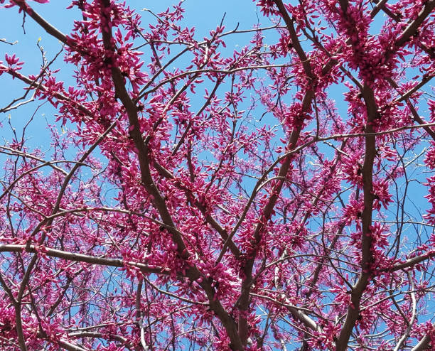 istock Blooming pink flowers in spring against a blue sky. 1125756435