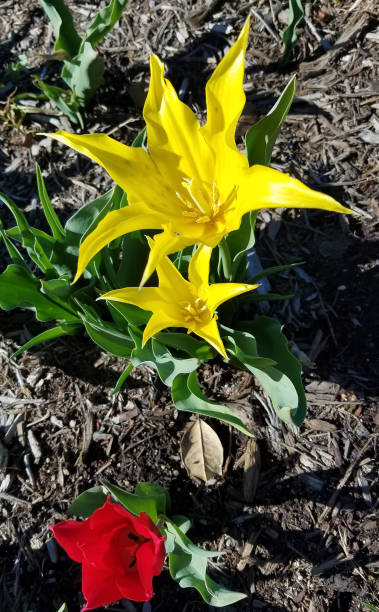 istock Close-up on yellow tulips 1125756484