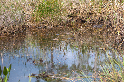 Baby alligators in the swamps of the Everglades national park, Florida
