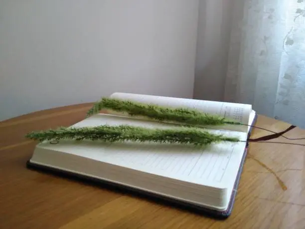 green ornamental plant among notebook pages.