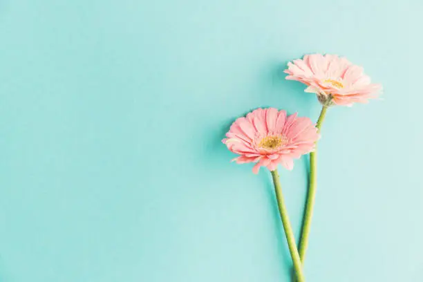 Beautiful tender spring flowers gerbera on turquoise pastel background. Spring Easter concept. Horizontal.