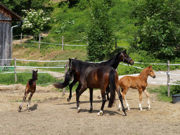istock horse family at pasture 1125758323