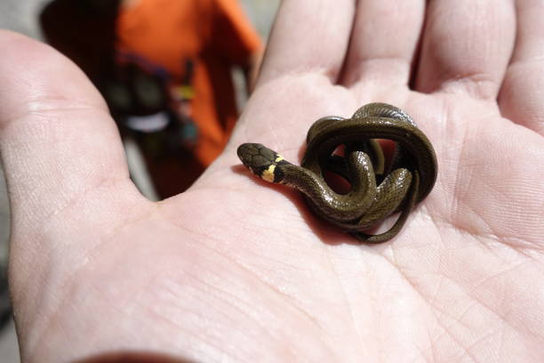 istock baby grass snake in hand 1125758378