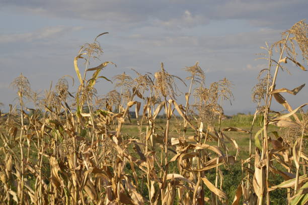 istock Ripe corn plants in the field, before harvest 1125758495