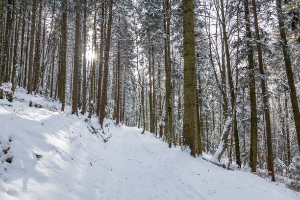 istock Path in the woods in winter, Transylvania, Romania 1125760167