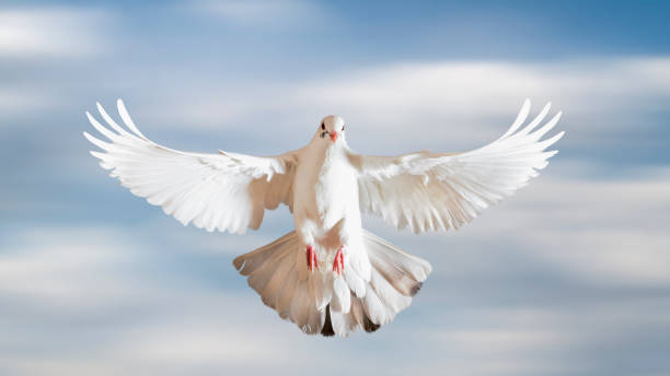 istock sacred white dove spread its wings in the sky 1125761474