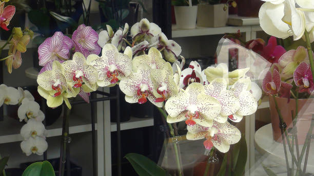 istock Orchids in the shop window 1125763022