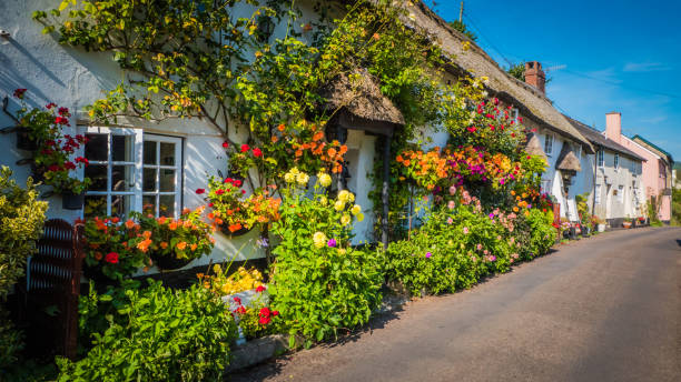 Thatched roof British cottages with flowers near Lyme Regis, Dorset, UK Lyme Regis / UK - 08 29 2018: Cute old English house with a thatched roof and flowers in a green hilly landscape on a summer sunny day with blue sky in the UK in a holiday Dorset countryside between Sidmouth and Lyme Regis. norman uk tree sunlight stock pictures, royalty-free photos & images