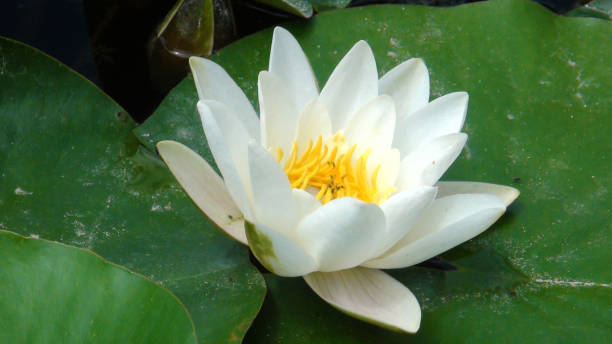 istock Lotus in the swamp 1125763418