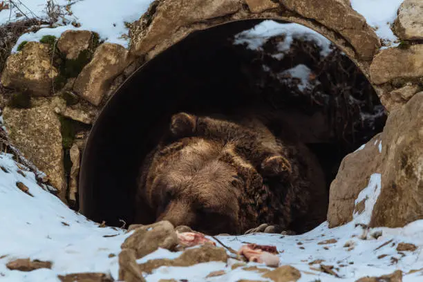 Photo of Brown bear sleeping in the cave