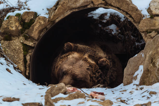 коричневый медведь спит в пещере - cave bear стоковые фото и изображения