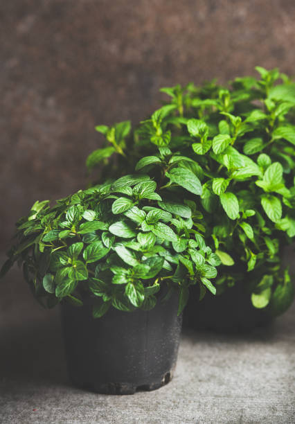 istock Fresh mint growing in pots over concrete table at home 1125765128