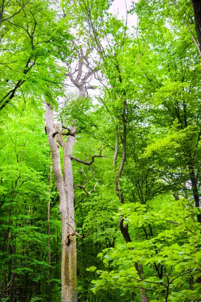 Big oak tree in green spring forest