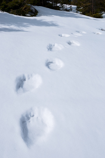 Bear tracks in the snow. Spring in the highlands. Danger in the wild