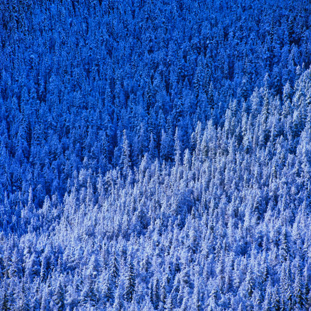 Snow covered forest in Jasper National Park