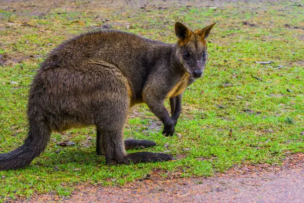 Photo of closeup of a swamp wallaby, portrait of a kangaroo from Australia