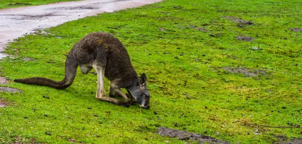 Photo of red necked wallaby grazing in the grass, Kangaroo from australia