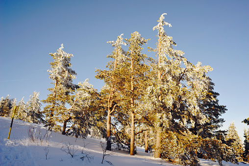 Spruce forest covered with snow, Vitosha mountain, Bulgaria.