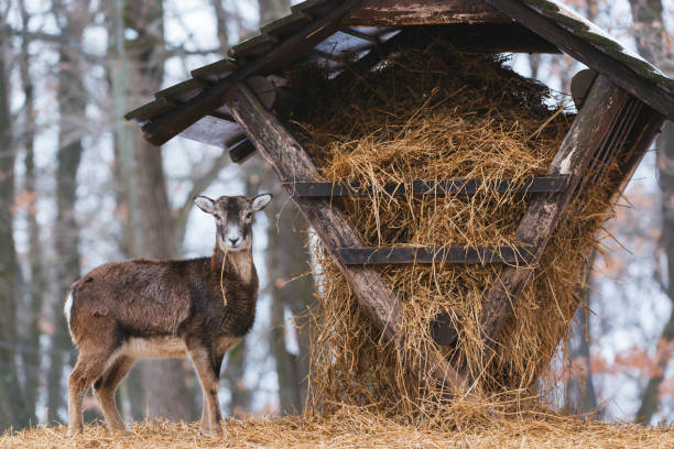 istock Mouflon eating from the animal feeder in winter forest 1125767877