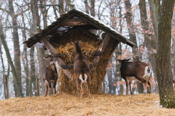 istock Mouflon eating from the animal feeder in winter forest 1125767935