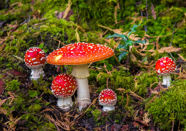 gruppo di mosca agaric con tappi rossi su mossy forest ground - mushroom toadstool moss autumn foto e immagini stock