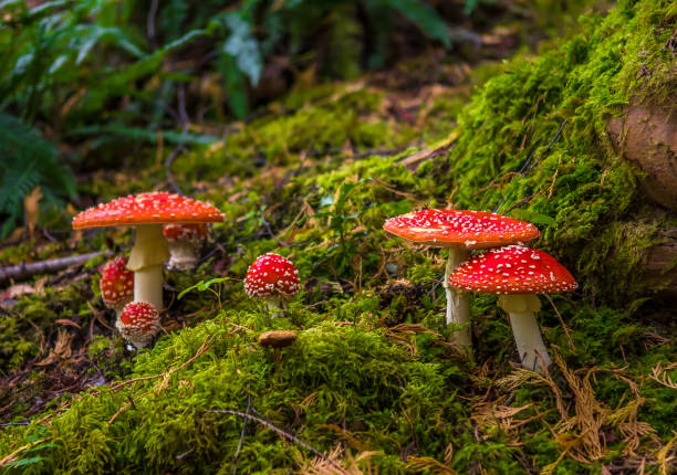 Group Of Fly Agaric With Red Caps On Mossy Forest Ground stock photo